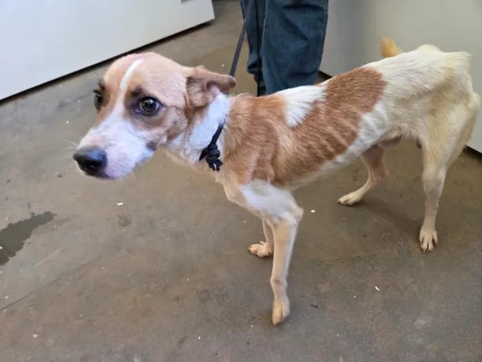 policia-civil-prende-suspeito-por-crueldade-contra-animais-em-anastacio