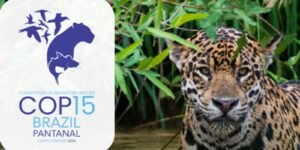 queda-na-conservacao-de-especies-migratorias-pautara-encontro-da-onu