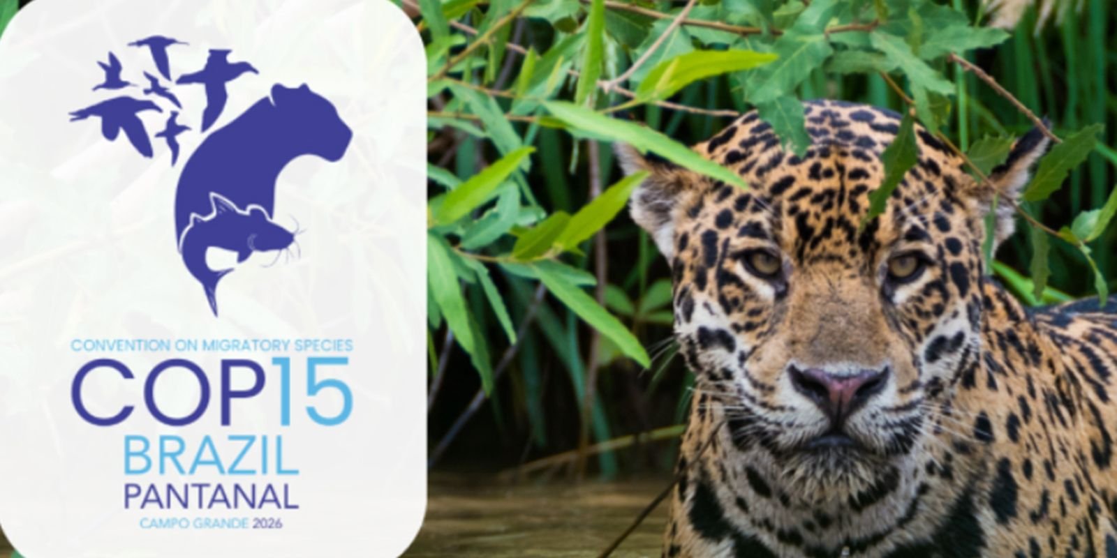 queda-na-conservacao-de-especies-migratorias-pautara-encontro-da-onu