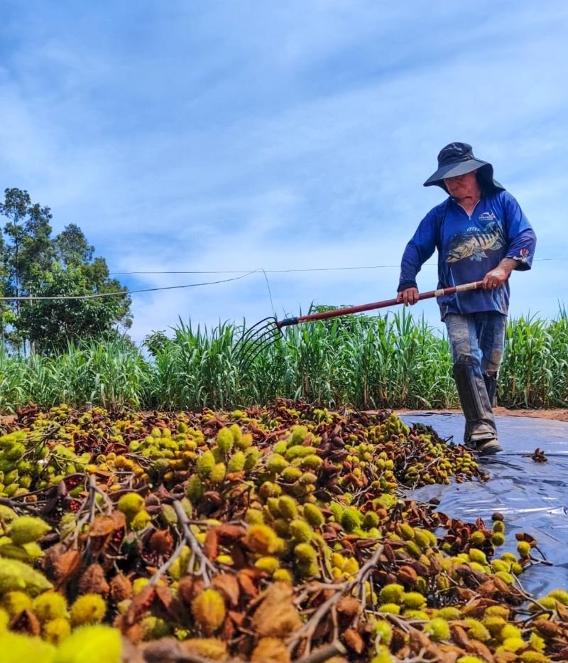 colheita-de-urucum-em-aquidauana-impulsiona-diversificacao-agricola-e-geracao-de-renda