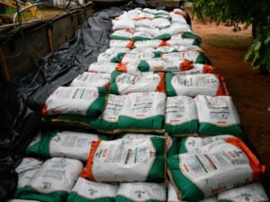 prefeitura-fortalece-agricultura-familiar-com-entrega-de-sementes-para-comunidades-indigenas-e-quilombolas