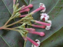 a-desconhecida-historia-do-quinino-de-porto-murtinho