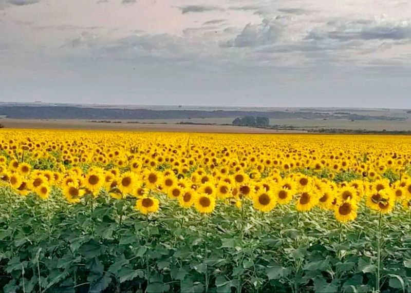 girassois-mudam-de-fazenda-e-voltam-a-encantar-visitantes-em-mato-grosso-do-sul