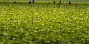 cmn-passa-a-exigir-fotos-com-localizacao-comprovada-em-seguro-rural