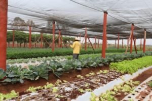 assistencia-tecnica-do-senar/ms-impulsiona-hortas-em-escolas-e-entidades-sociais
