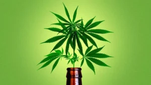 a-maconha-esta-mais-popular-do-que-o-alcool-e-o-cigarro?
