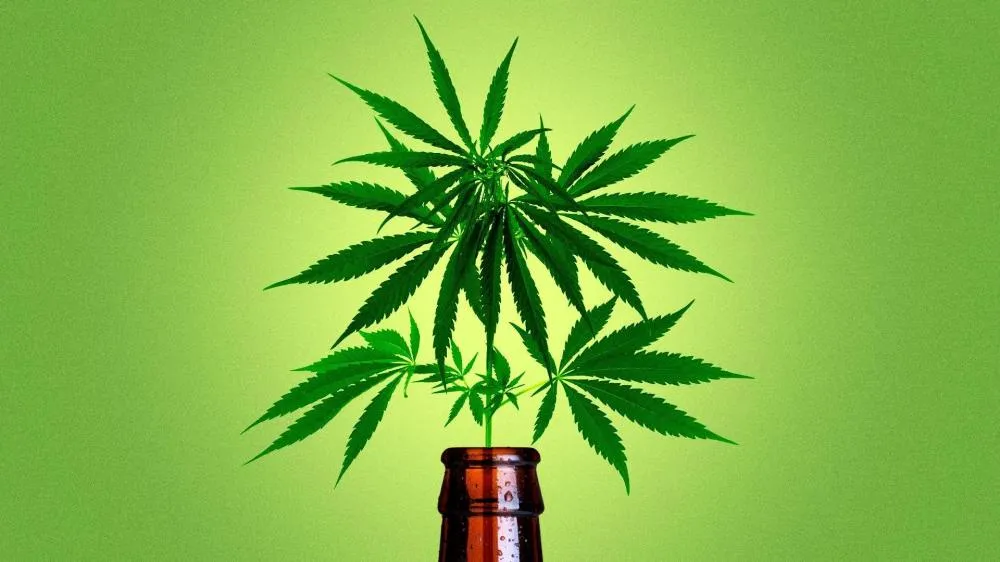 a-maconha-esta-mais-popular-do-que-o-alcool-e-o-cigarro?