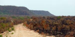 mapbiomas:-menor-vegetacao-nativa-expoe-mais-o-pais-ao-el-nino