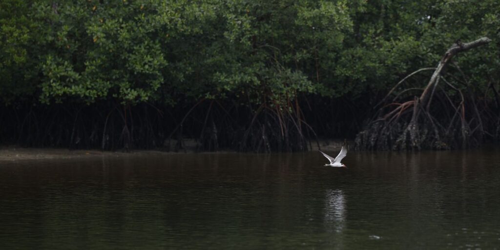 populacoes-de-especies-selvagens-diminuem-2,5%-a-cada-ano-no-mundo