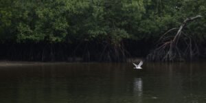 populacoes-de-especies-selvagens-diminuem-2,5%-a-cada-ano-no-mundo