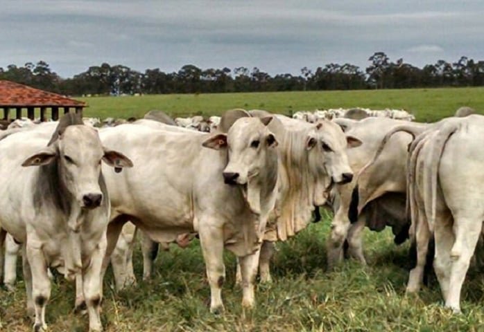 boi-gordo-sobe-mais-que-a-carne-bovina-e-pressiona-margens-dos-frigorificos-em-sp