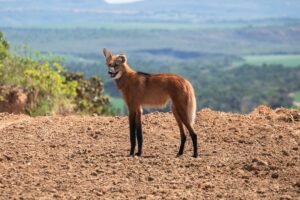 antas,-lobos-guara-e-oncas-surpreendem-trabalhadores-em-fazendas
