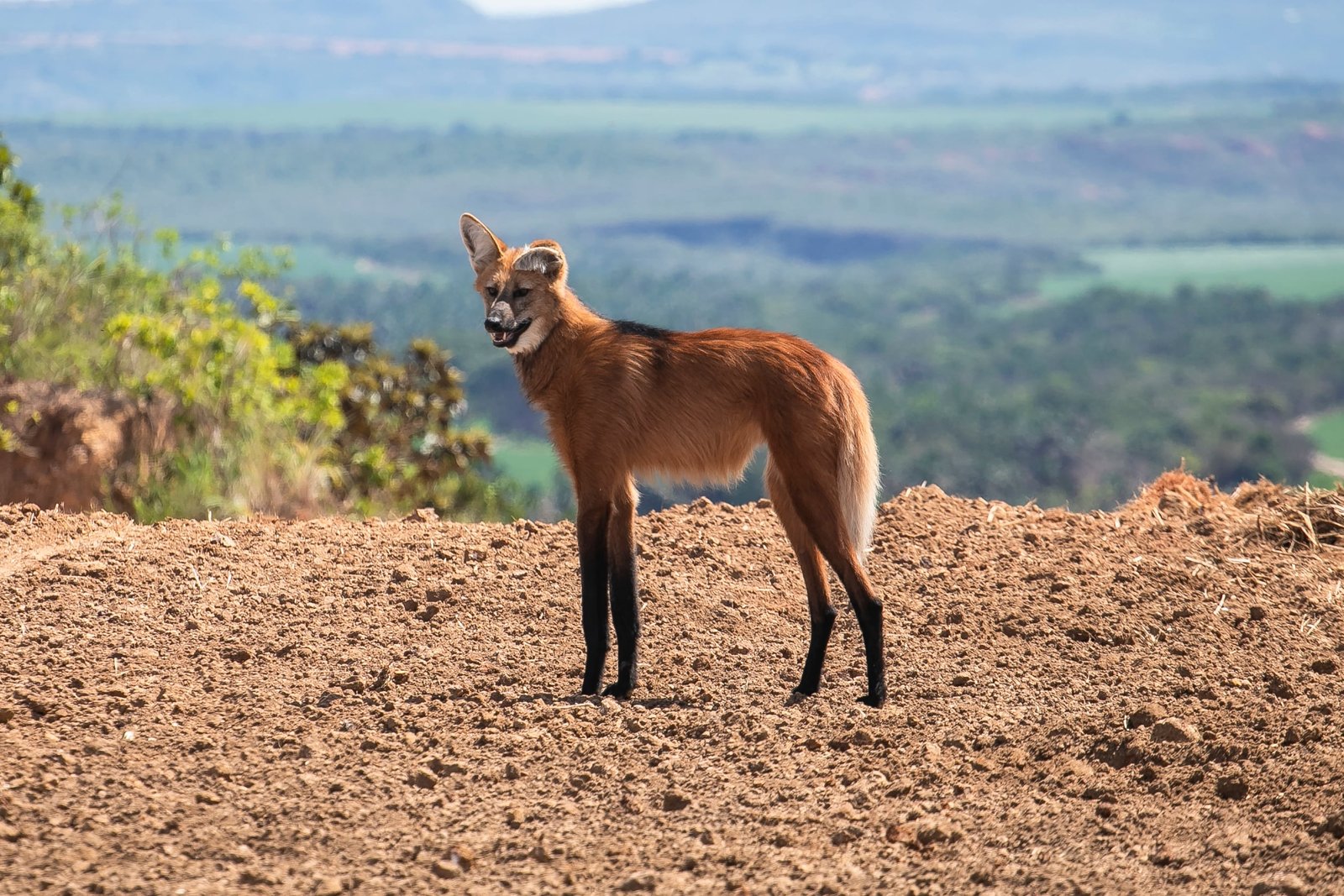 antas,-lobos-guara-e-oncas-surpreendem-trabalhadores-em-fazendas